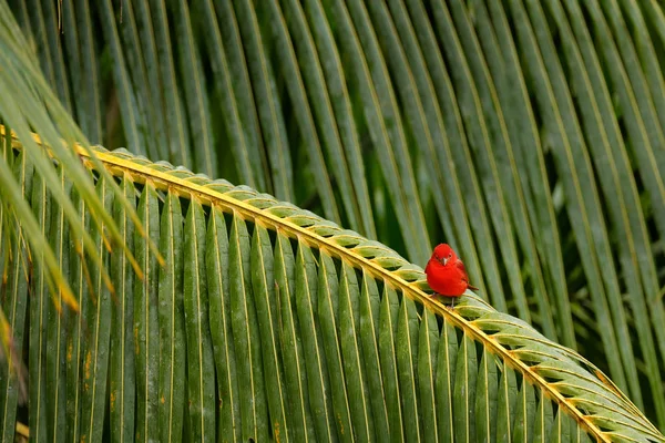 Yaz Tanager, Piranga rubra, doğal ortamlarında, Laguna de Lagarta Lodge, Kosta Rika kırmızı kuş.