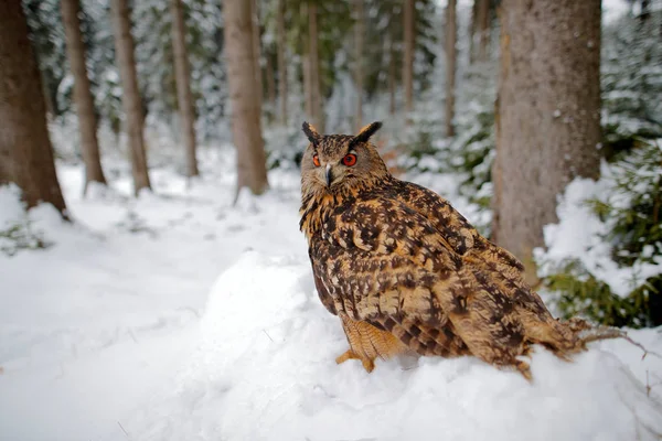 Grosse Chouette Dans Forêt Hiver Avec Neige République Tchèque — Photo