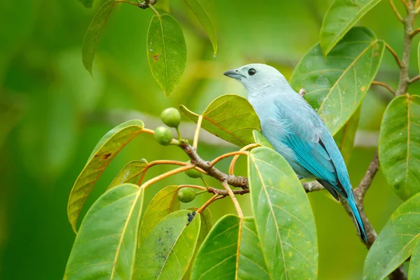 Blue Gray Tanager Mossy Branch Green Vegetation — Stock Photo, Image
