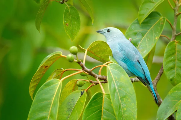 Blauwgrijze Tangare Mossy Tak Groene Vegetatie — Stockfoto