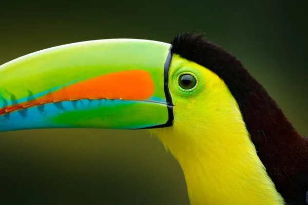 Close Portrait Toucan Bird Big Beak Costa Rica — Stock Photo, Image