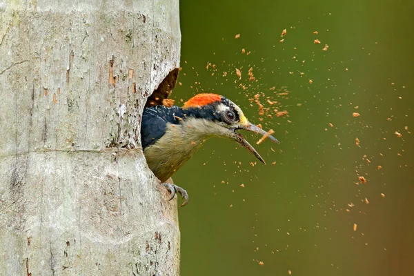 Τον Καθαρισμό Των Πουλιών Φωλιάζουν Τρύπα Δρυοκολάπτης Από Την Κόστα — Φωτογραφία Αρχείου