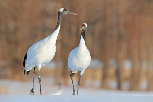 Two Red Crowned Cranes Walking Snow Meadow Hokkaido Japan — Stock Photo, Image