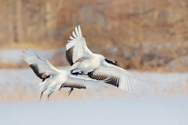 Two Red-crowned cranes flying above snow meadow, Hokkaido, Japan.