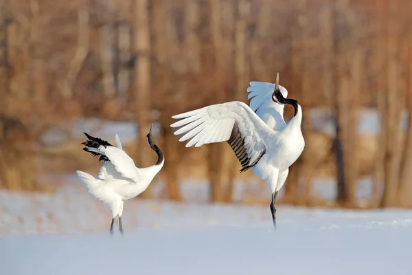 Two Red Crowned Cranes Snow Meadow Hokkaido Japan — Stock Photo, Image