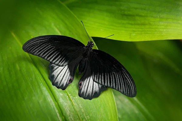 Büyük Mormon, Papilio memnon, yeşil dalda dinlenme. 