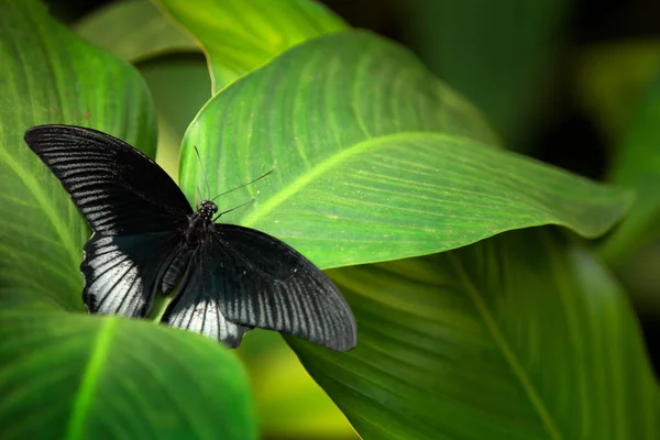 Gran Mormón Papilio Memnon Descansando Rama Verde — Foto de Stock