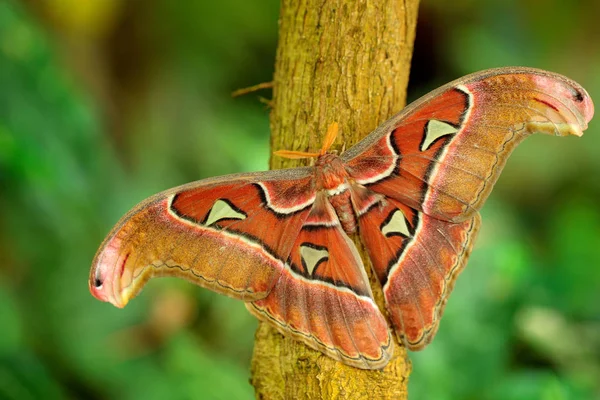 Maior Borboleta Mundo Gigante Atlas Moth Attacus Atlas Índia — Fotografia de Stock