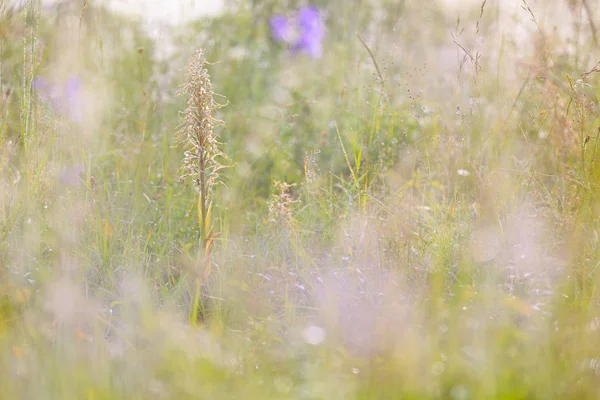 Kır çiçekleri güneşli çayır üzerinde closeup.