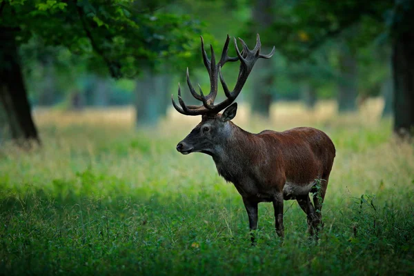 レッド ディア クワガタ 雄大な強力な大人動物秋の森 デンマークの外 — ストック写真