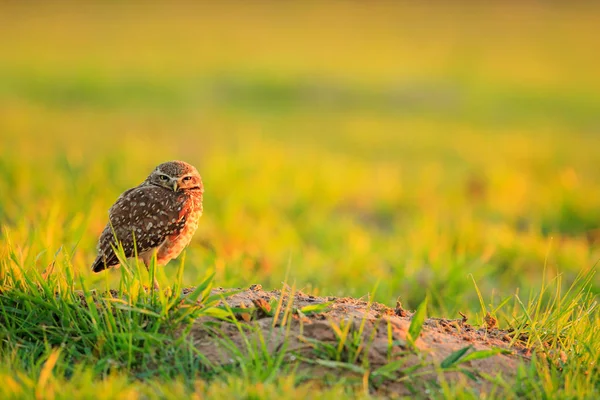 Burrowing Owl Athene Cunicularia Night Bird Evening Sun Mato Grosso — Stock Photo, Image