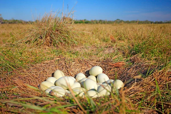 Tojás Őrölt Fészekben Fészek Nagyobb Rhea Rhea Americana Pantanal Brazília — Stock Fotó