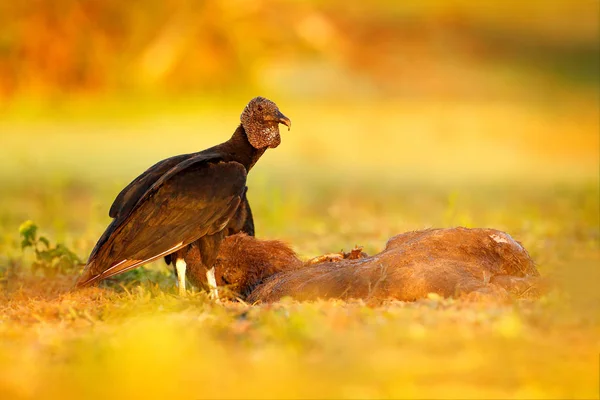 Όρνιο Capybara Σφάγιο Pantanal Βραζιλία Πουλί Στο Φως Του Δειλινού — Φωτογραφία Αρχείου