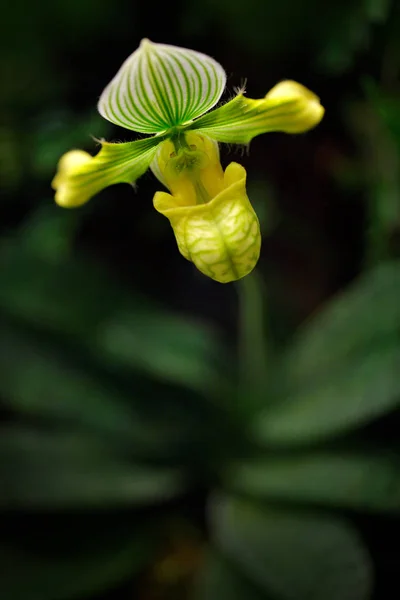 Paphiopedilum Venustum Alba Wild Yellow Tropic Orchid Bangladesh Eastern Himalayas — Stock Photo, Image