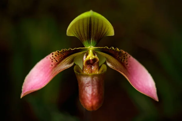 Dzika Orchidea Paphiopedilum Różowy Kwiat Ameryka Południowa — Zdjęcie stockowe