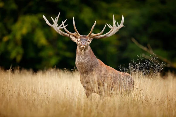 Red Deer Stag Majestic Powerful Adult Animal Autumn Forest Denmark — Stock Photo, Image