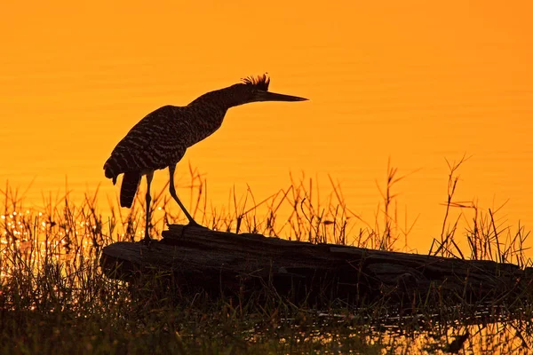 Heron and orange yellow sunset, bird silhouette, Pantanal, Brazil.