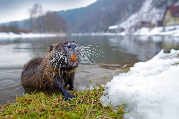 Nutria Széles Látószögű Erdőben — Stock Fotó