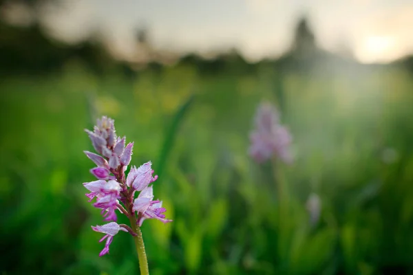 Orchis Militaris Orquídea Militar Orquídea Selvagem Terrestre Europeia Florescente Habitat — Fotografia de Stock