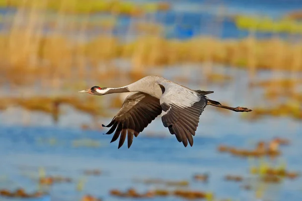 Kranich Grus Grus Fliegender Großer Vogel Natürlichen Lebensraum Hornborga See — Stockfoto