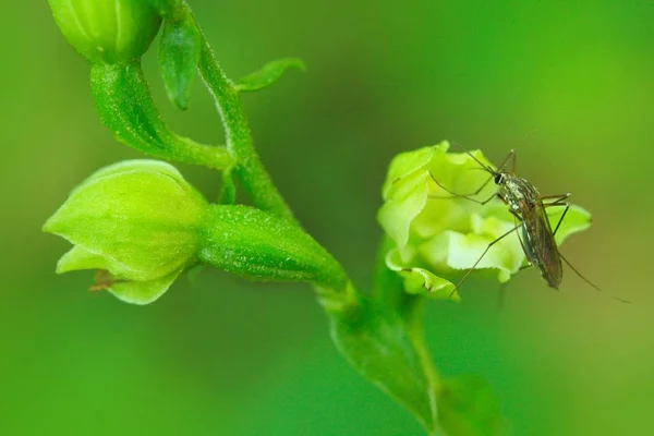 Epipactis Moravica Mähriska Helleborine Wild Orchid Med Insekt Pollinerare — Stockfoto
