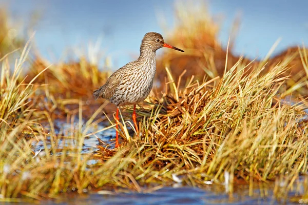 Redshank Tringa Totanus Doğal Yaşam Sveç Europe — Stok fotoğraf