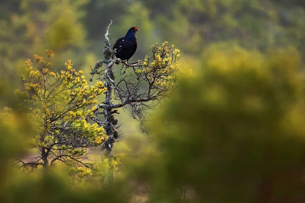 Grouse Preto Prado Pântano Tetrao Tetrix Europa — Fotografia de Stock