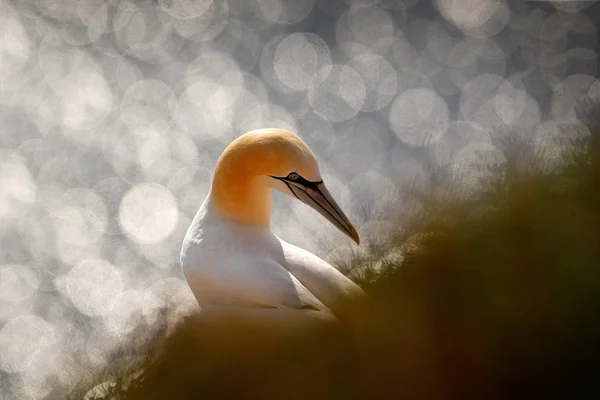 详细画像 Gannet 坐在巢在草 与深蓝色海水在背景 Helgoland — 图库照片