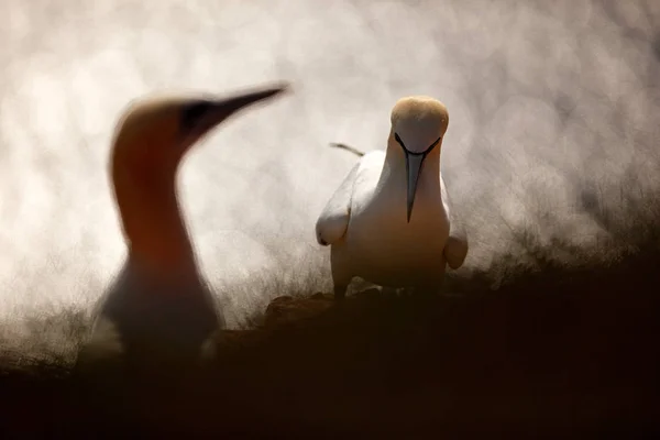 详细画像 Gannet 坐在巢在草 与深蓝色海水在背景 Helgoland — 图库照片