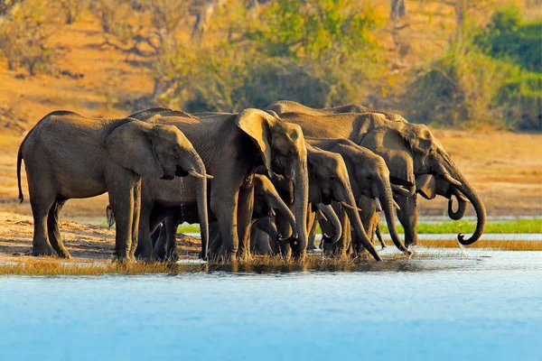 Troupeau Éléphants Afrique Buvant Dans Des Troncs Levage Trous Eau — Photo
