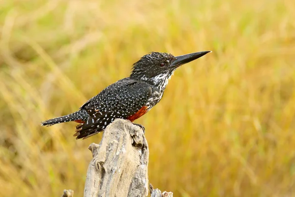 Kingfisher Géant Megaceryle Maxima Oiseau Assis Sur Branche Arbre Congo — Photo