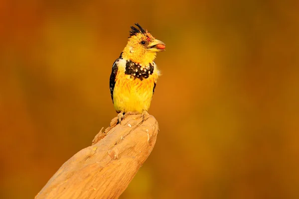 Κίτρινο Πουλί Barbet Λοφίον Trachyphonus Vaillantii Εθνικού Πάρκου Chobe Μποτσουάνα — Φωτογραφία Αρχείου