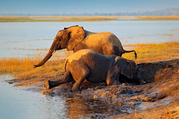 Elefante Brincando Água Enlameada Parque Nacional Chobe Botsuana África — Fotografia de Stock