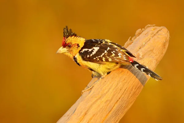 Pájaro Amarillo Crested Barbet Trachyphonus Vaillantii Parque Nacional Del Chobe —  Fotos de Stock