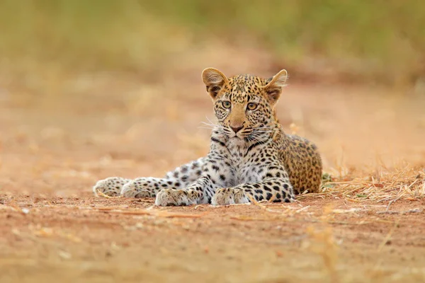 Leopardo Africano Panthera Pardus Shortidgei Parque Nacional Hwange Zimbabue — Foto de Stock