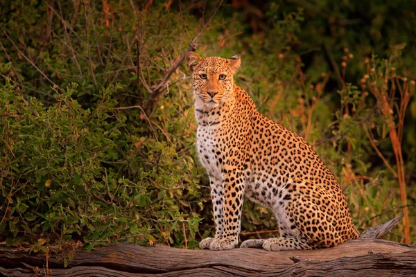 Afrikanska Leopard Panthera Pardus Shortidgei Hwange Nationalpark Zimbabwe — Stockfoto