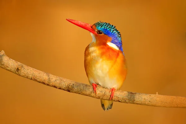 Malachit Ledňáček Alcedo Hřebenitá Detail Exotické Africké Pták Sedící Větvi — Stock fotografie