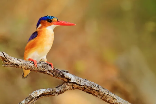 Malachite Kingfisher Detail Exotic African Bird Africa — Stock Photo, Image