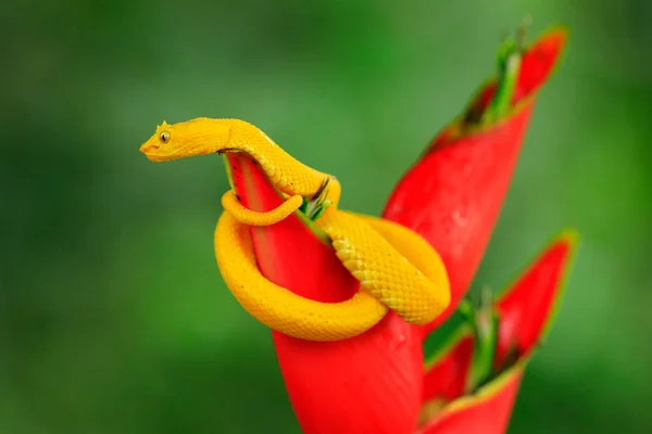 黄色睫毛棕榈 Pitviper Bothriechis 红色野生花 哥斯达黎加 — 图库照片