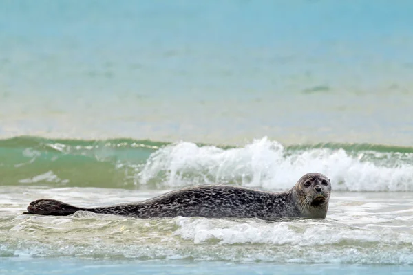 Grey Seal Shore Halichoerus Grypus Reino Unido — Foto de Stock