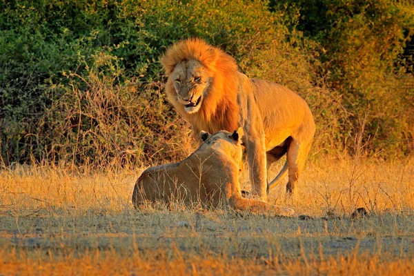 Löwen Paaren Action Szene Chobe Nationalpark Botswana Afrika — Stockfoto