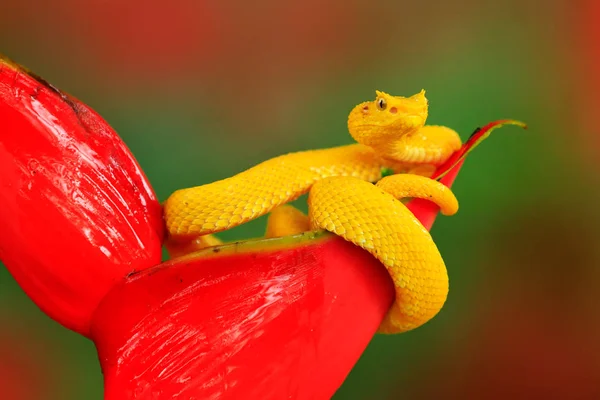 Ядовитая Змея Коста Рики — стоковое фото