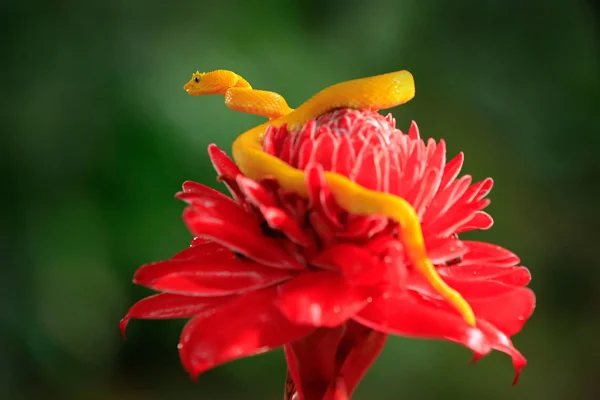 Méreg Veszélyes Viper Kígyó Costa Rica — Stock Fotó