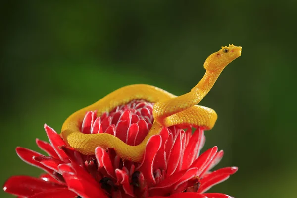 Trująca Żmija Niebezpieczne Węża Kostaryki — Zdjęcie stockowe