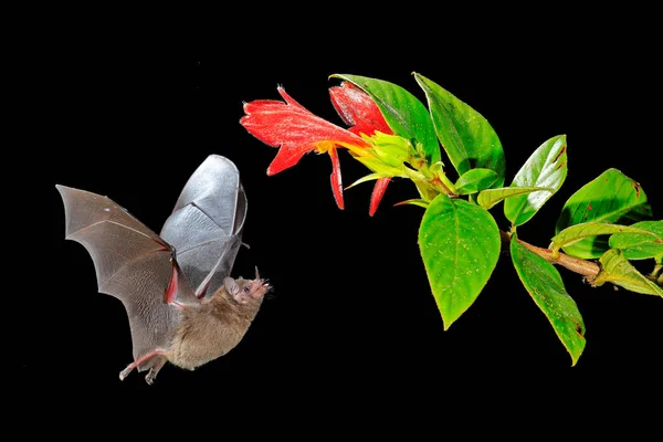 Мартин Long Tongued Bat Glossophaga Soricina Нічні Тварин Під Час — стокове фото