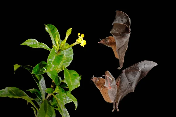 Morcegos Néctar Laranja Lonchophylla Robusta Animais Noturnos Voo Com Flor — Fotografia de Stock