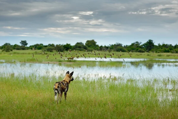 Pes Hyenovitý Lykáón Pictus Moremi Botswana Afrika — Stock fotografie