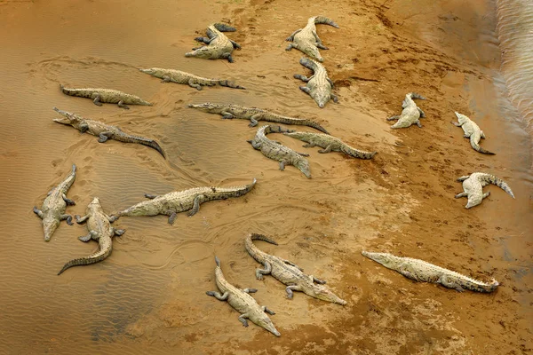 Krokodyle Amerykańskie Crocodylus Acutus Tarcoles Kostaryka — Zdjęcie stockowe