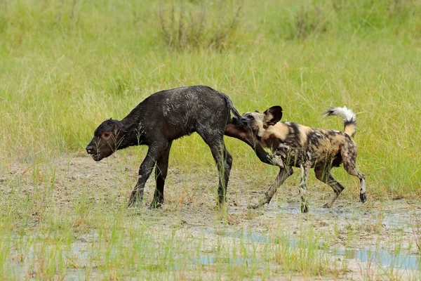 Chasse Chien Sauvage Botswana Veau Avec Prédateur Afrique Moremi Delta — Photo