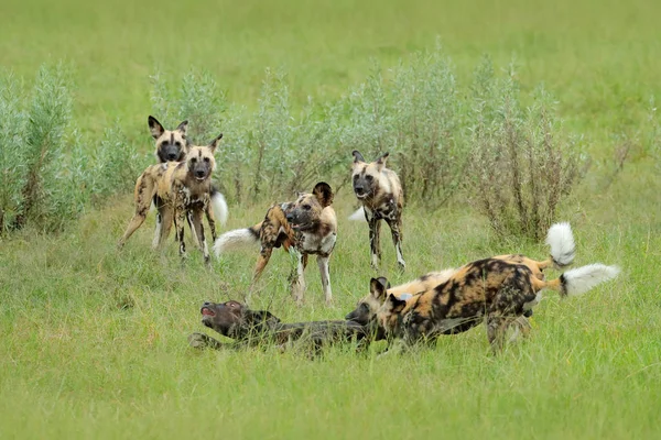 Divoký Pes Lovecký Botswaně Afrika Moremi Okavango Delta — Stock fotografie